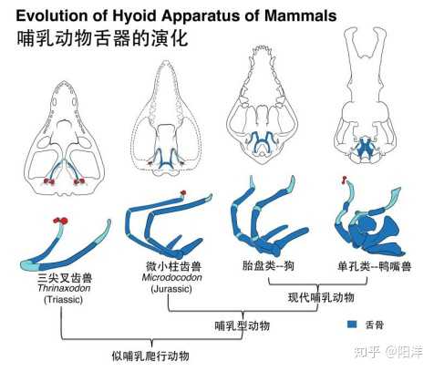 2019 年，古生物学领域报道的哪个新物种/化石最令你印象深刻？